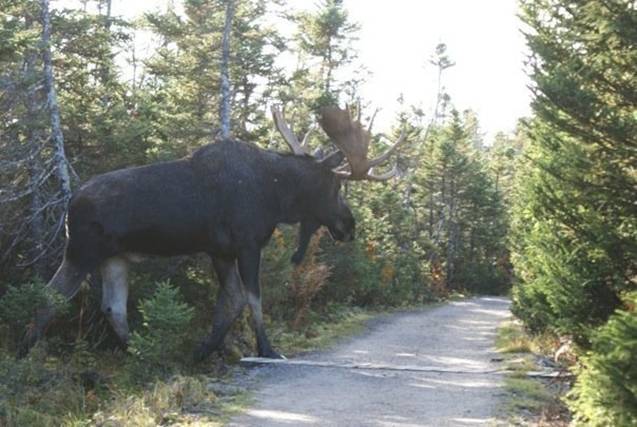 bigmoose