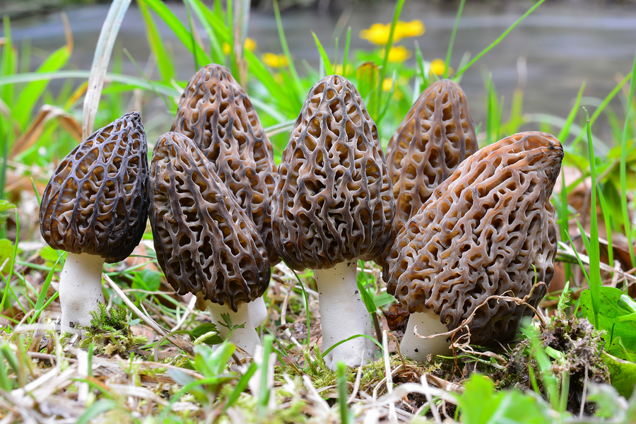 morel mushrooms growing in the forest