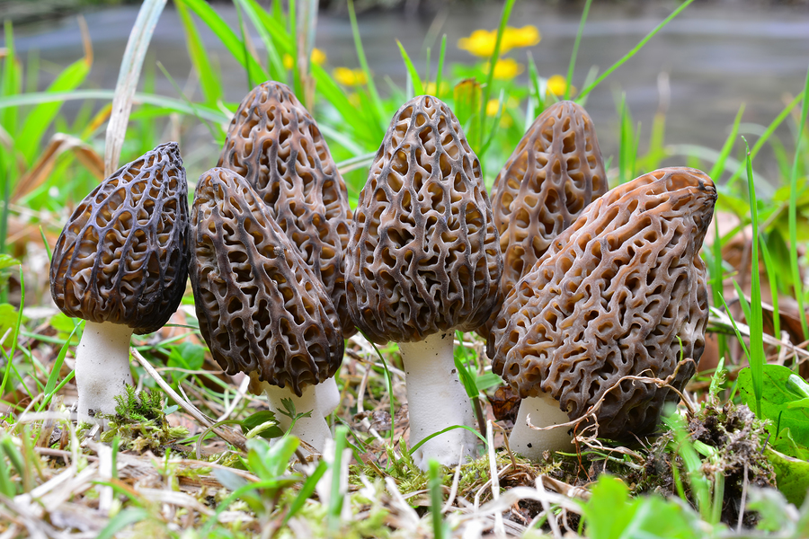 Real vs. False Morels: How To Tell the Wild Mushrooms Apart