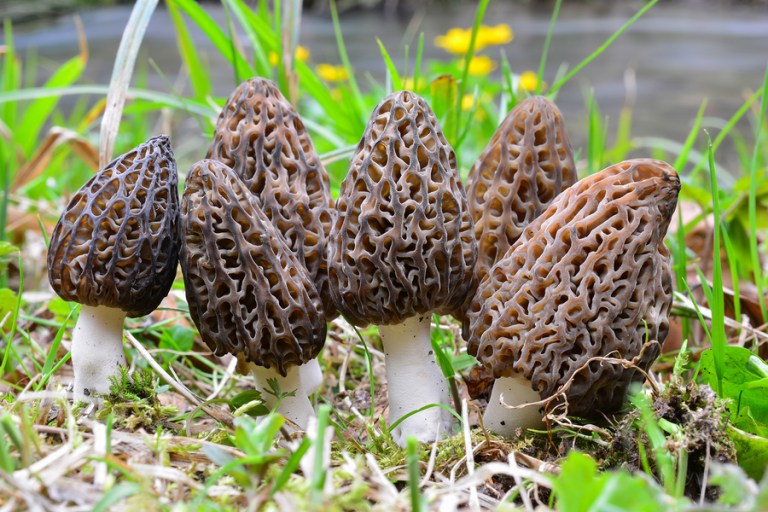 Real vs. False Morels How To Tell the Wild Mushrooms Apart
