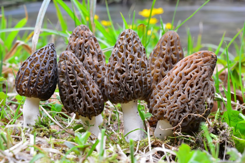 Real vs. False Morels How To Tell the Wild Mushrooms Apart