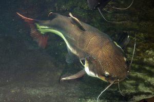 Redtail catfish (Phractocephalus hemioliopterus). Wild life anim