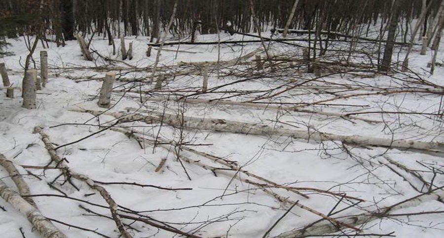 birch tree
