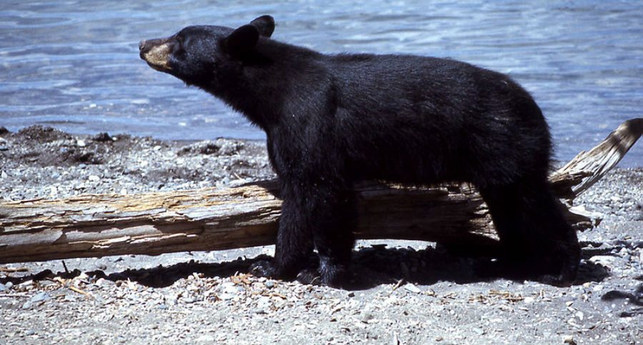 bear