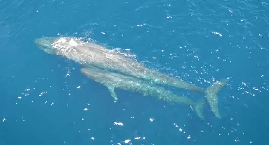 whale calf