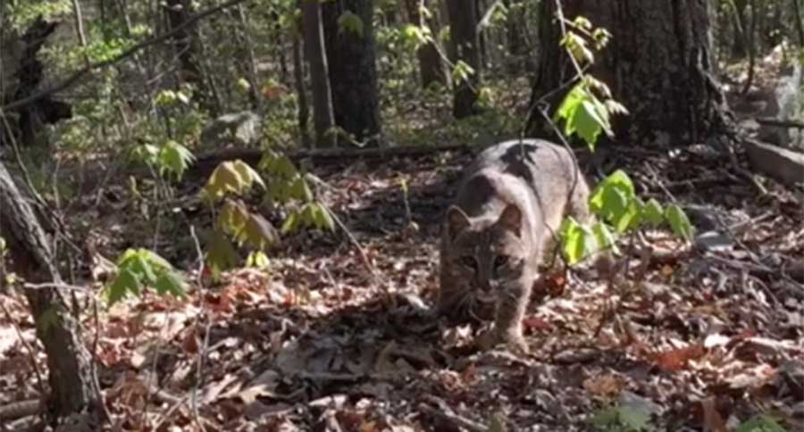 bobcat attacks turkey hunter