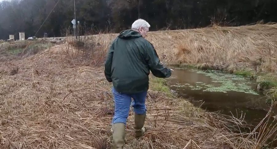 brook trout