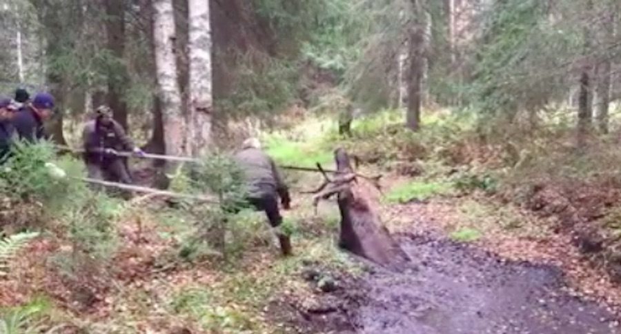 bull moose