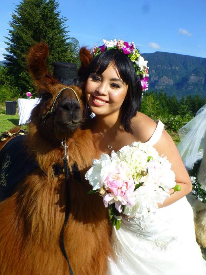 bride and llama