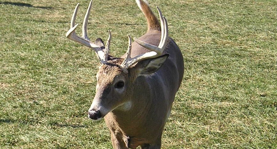 bucks