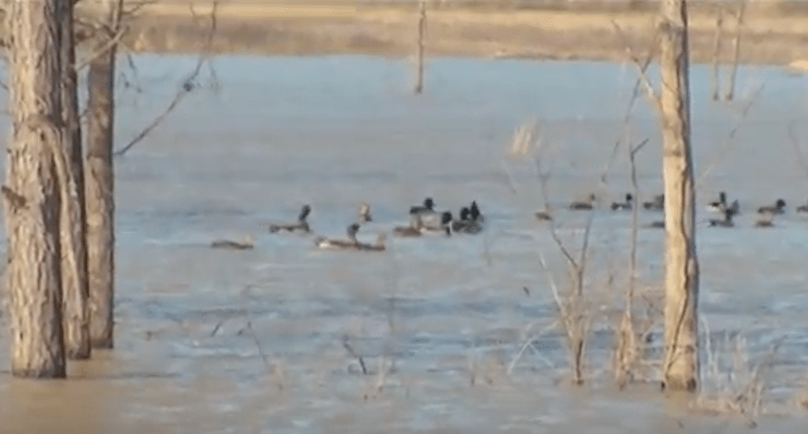 duck hunting in south carolina