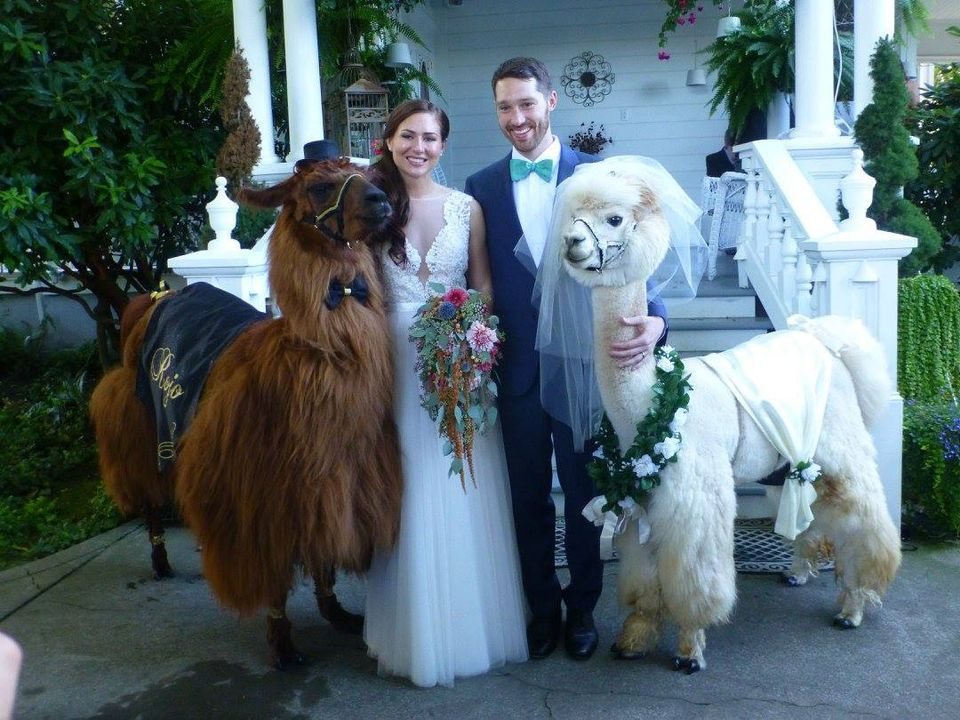 lllamas at weddings