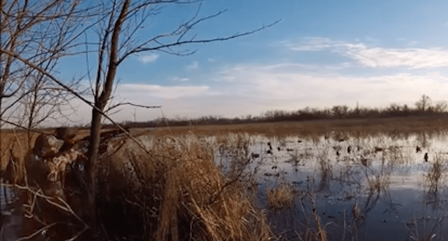 Learn How to do the Greeting Call for Duck Season - Wide Open Spaces