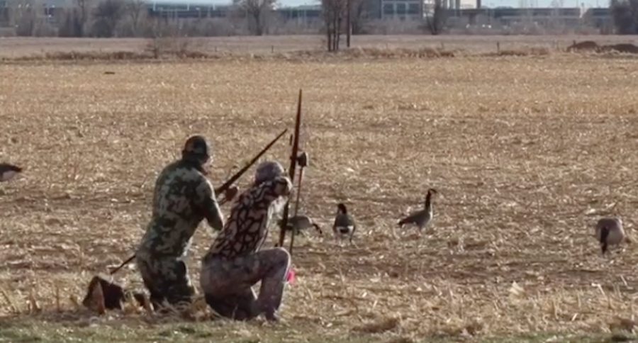 goose hunting with a bow