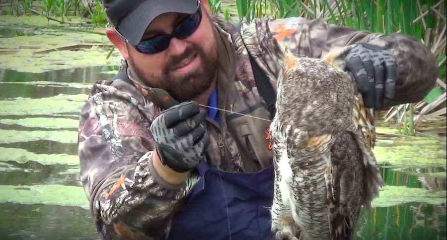 great horned owl