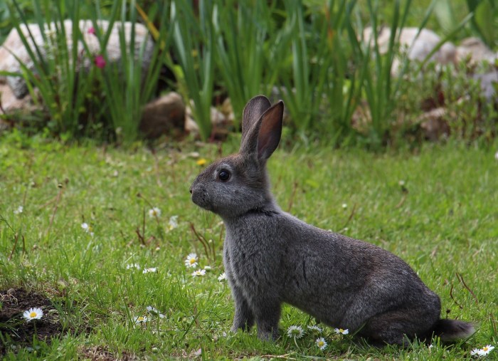 rabbit in grass