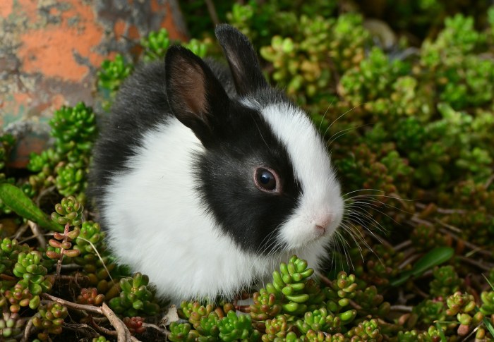 little black and white bunny