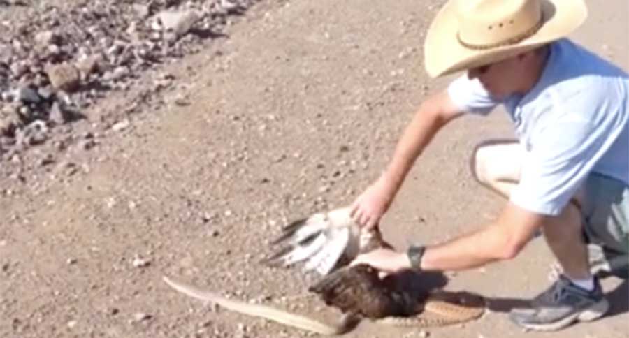 hawk vs snake