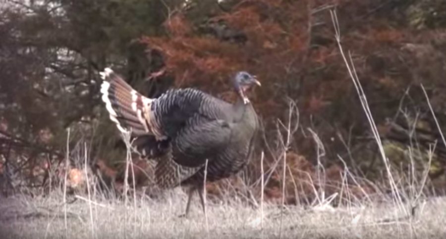 hen
