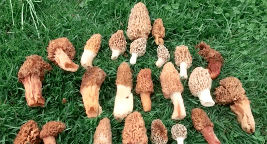 morel mushrooms in tennessee