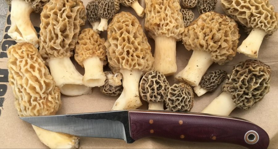 How to Fry and Fix Your Morel Mushrooms - Wide Open Spaces