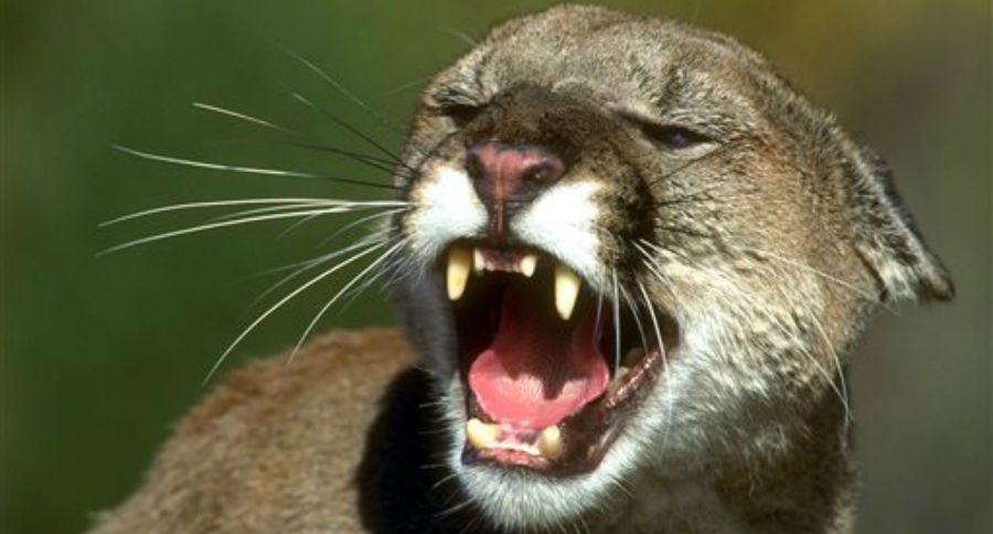 mountain lion
