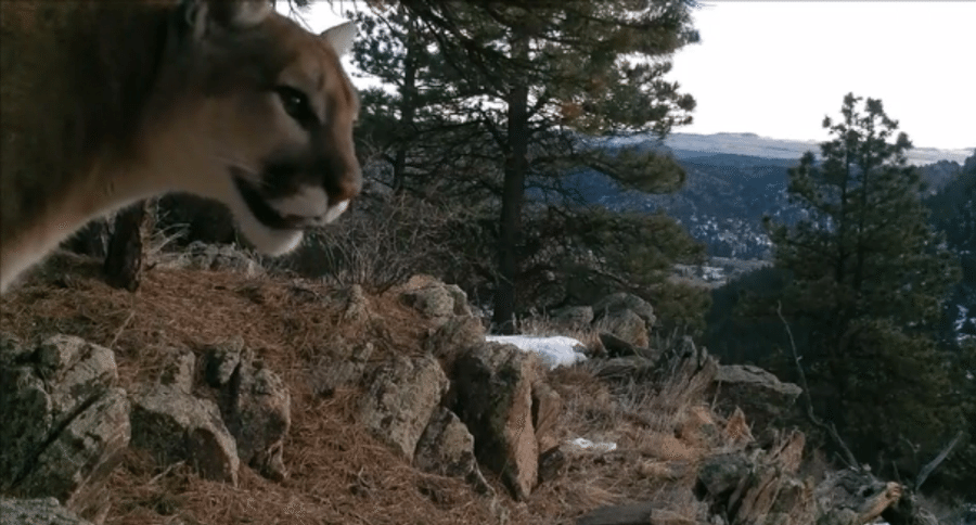 mountain lion's chirping