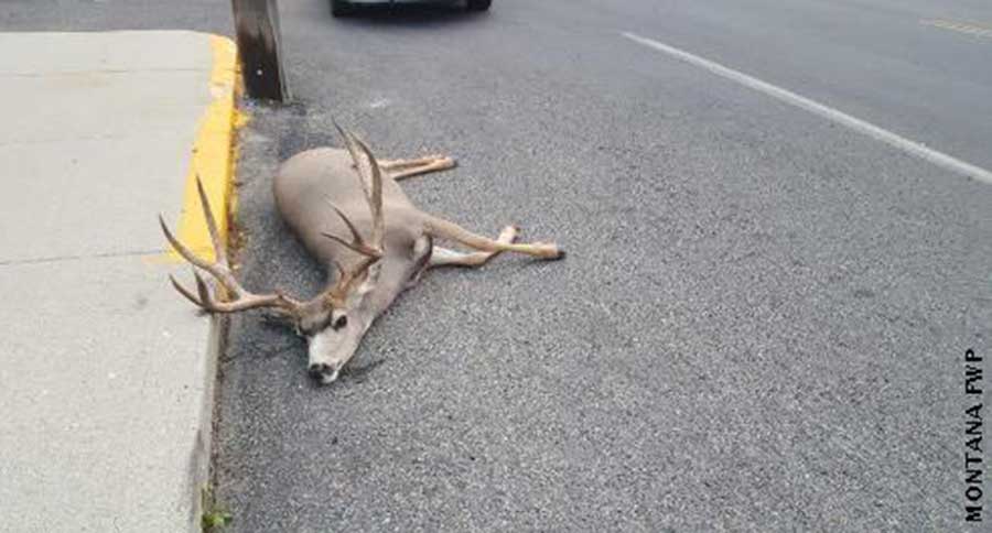 mule deer buck