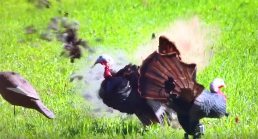 turkey