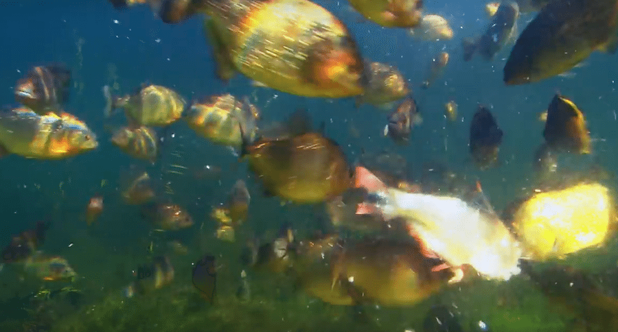 piranha eat