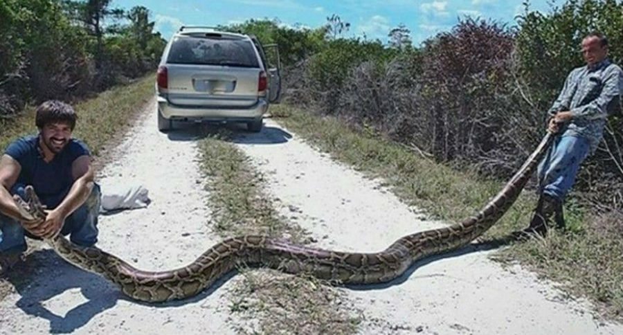Massive Python Captured in Florida is 15 Feet Long and Weighs 144 ...