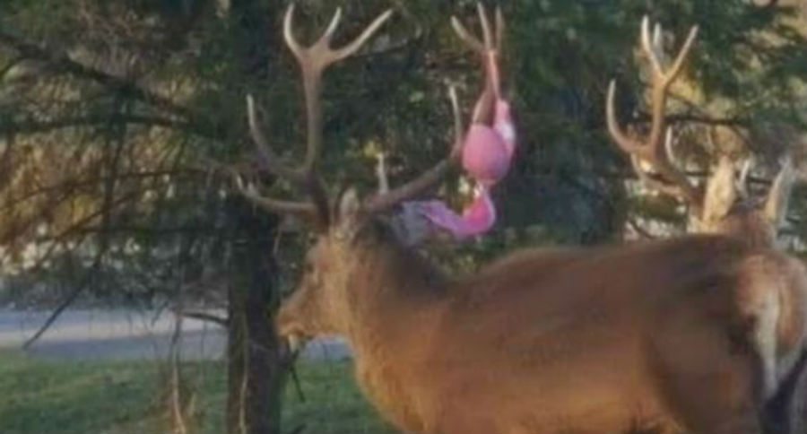 red deer