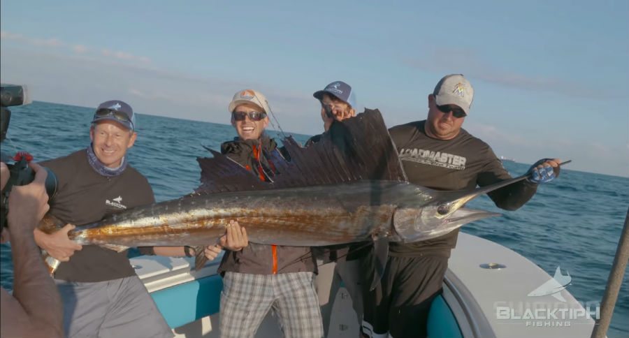 sailfish