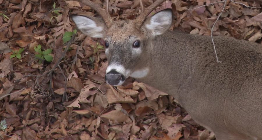 buck