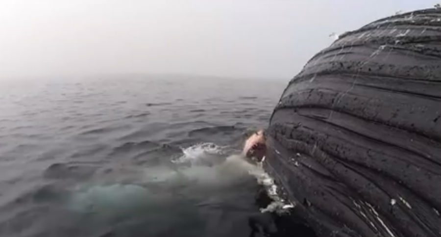 great white
