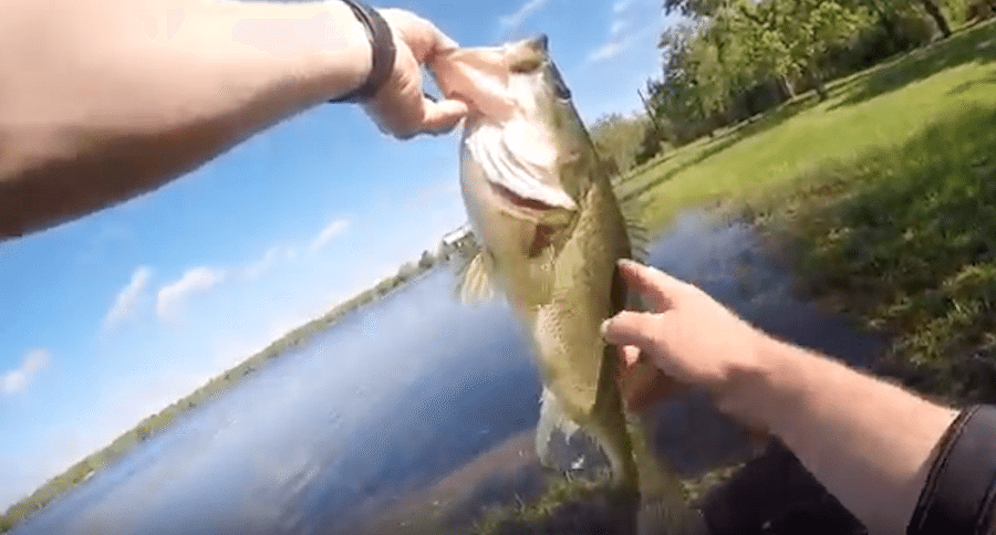 spawning bass