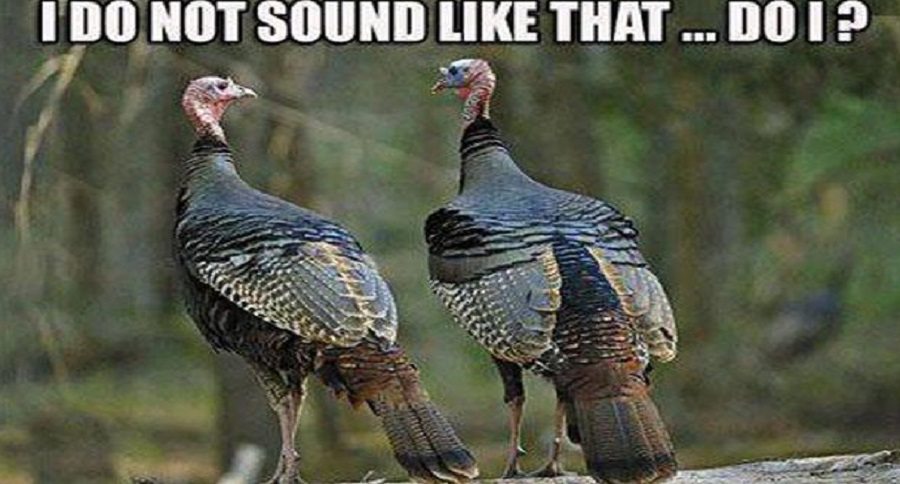 turkey hunting memes