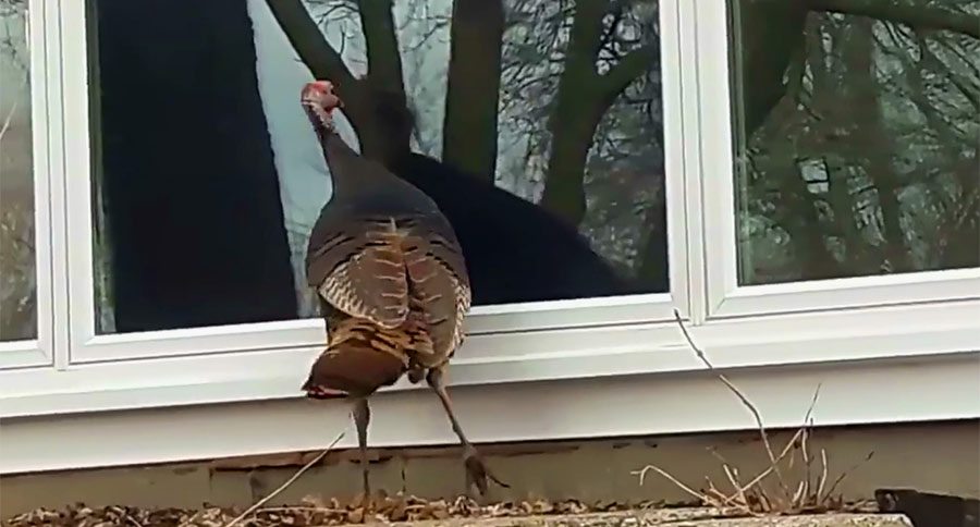 turkey at window police breaking entering