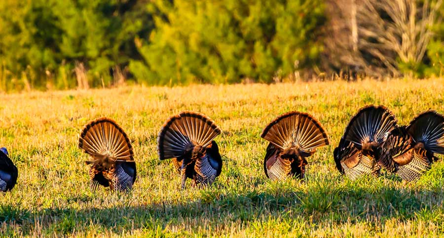 turkeys