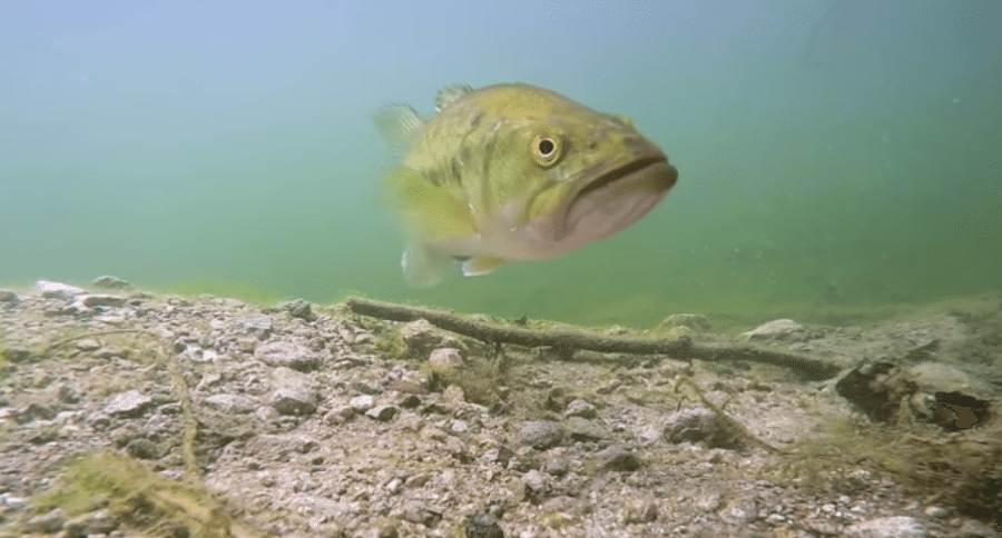 Do Bass Eat Turtles? Here's a Field Test to Find Out - Wide Open