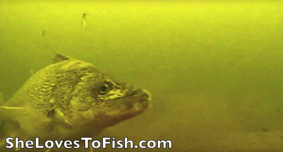 Amazing Underwater Footage Shows the Finicky Side of Walleye - Wide Open  Spaces