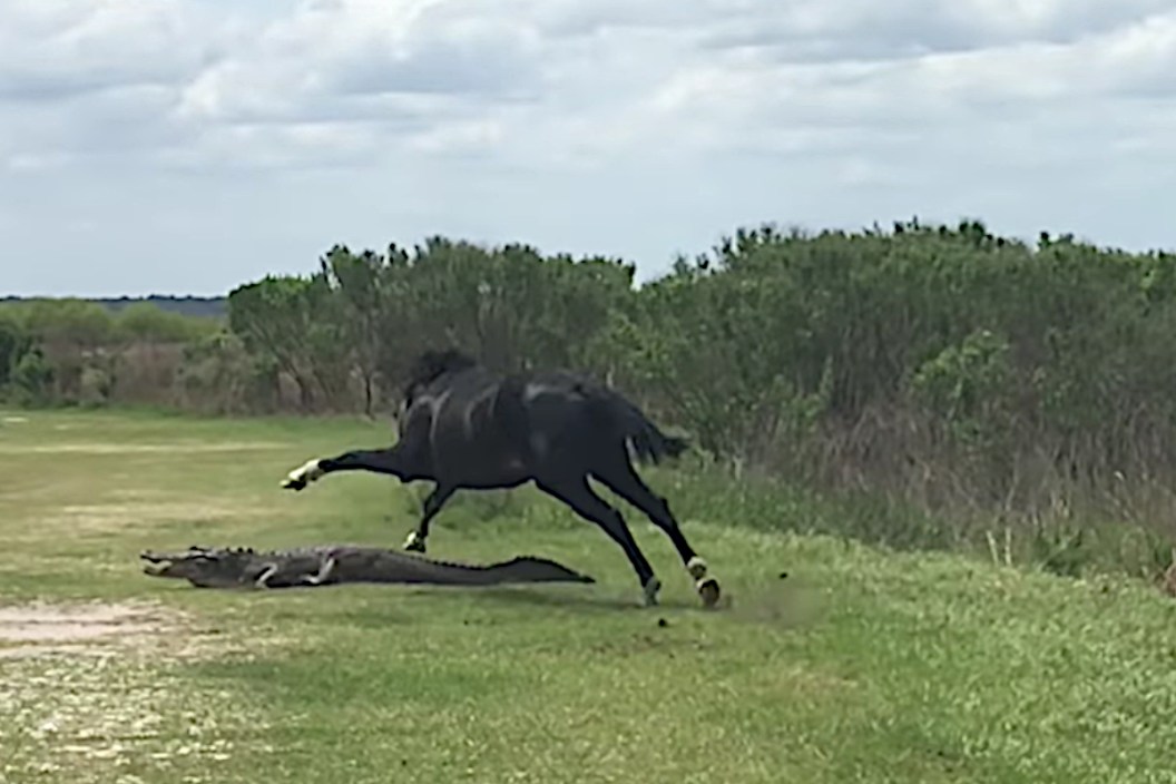 Alligator