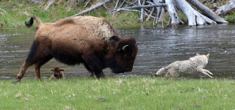 bison coyote