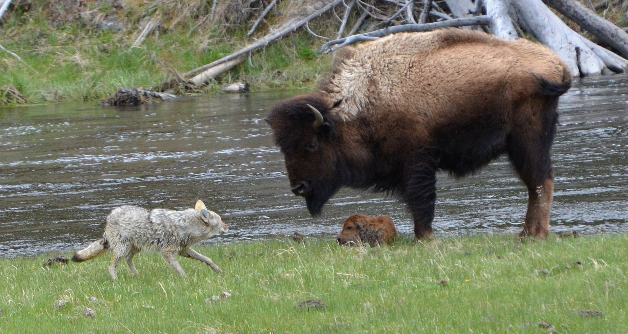 bison coyote
