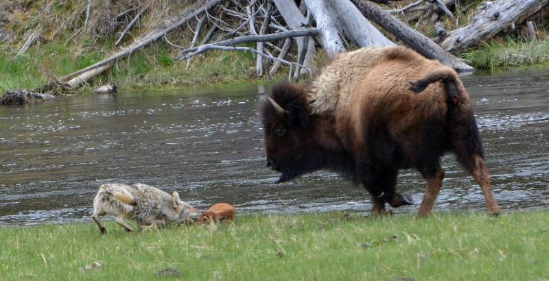 bison coyote