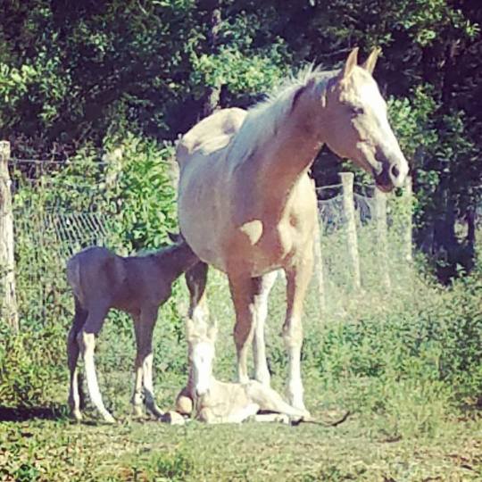 horse twins