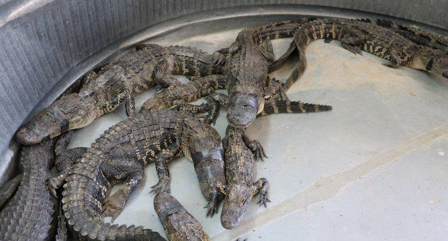 alligator violations