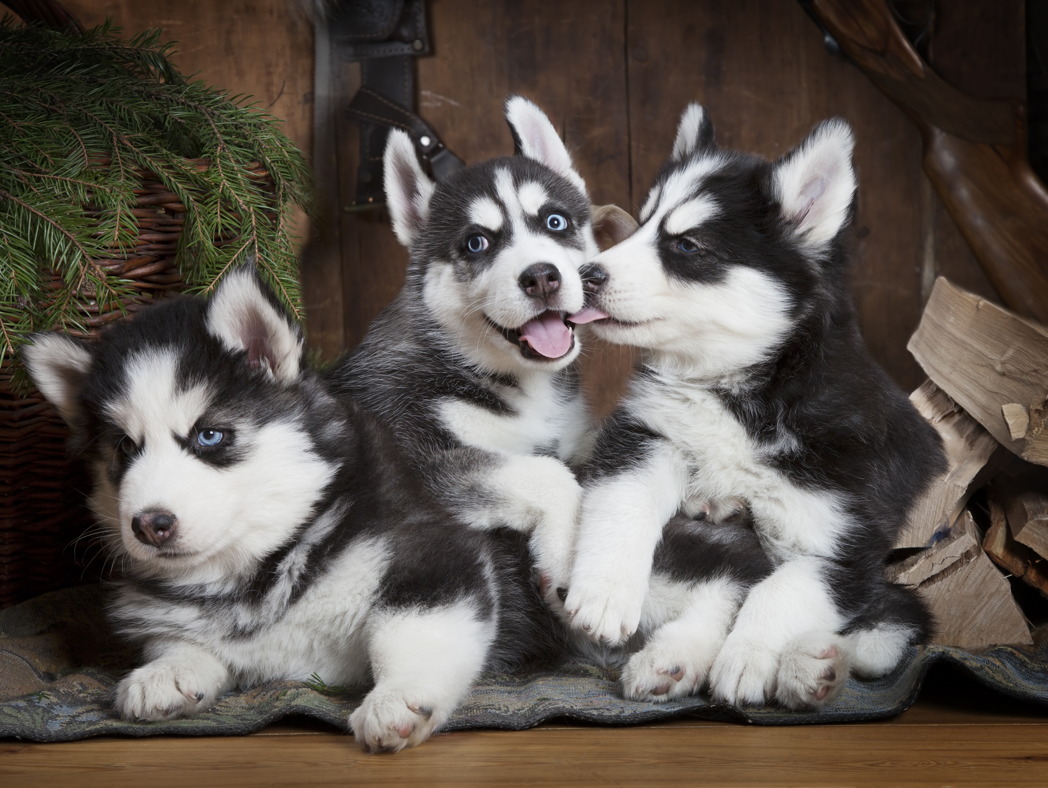 Portrait of two months old Siberian Husky puppies indoors
