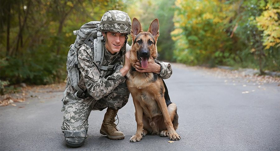Soldier with military working dog on asphalt road in forest