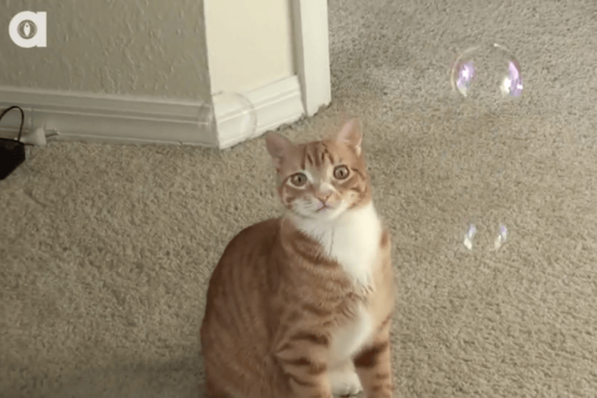 Catnip Bubbles: The Greatest Cat Toy You Never Realized Existed